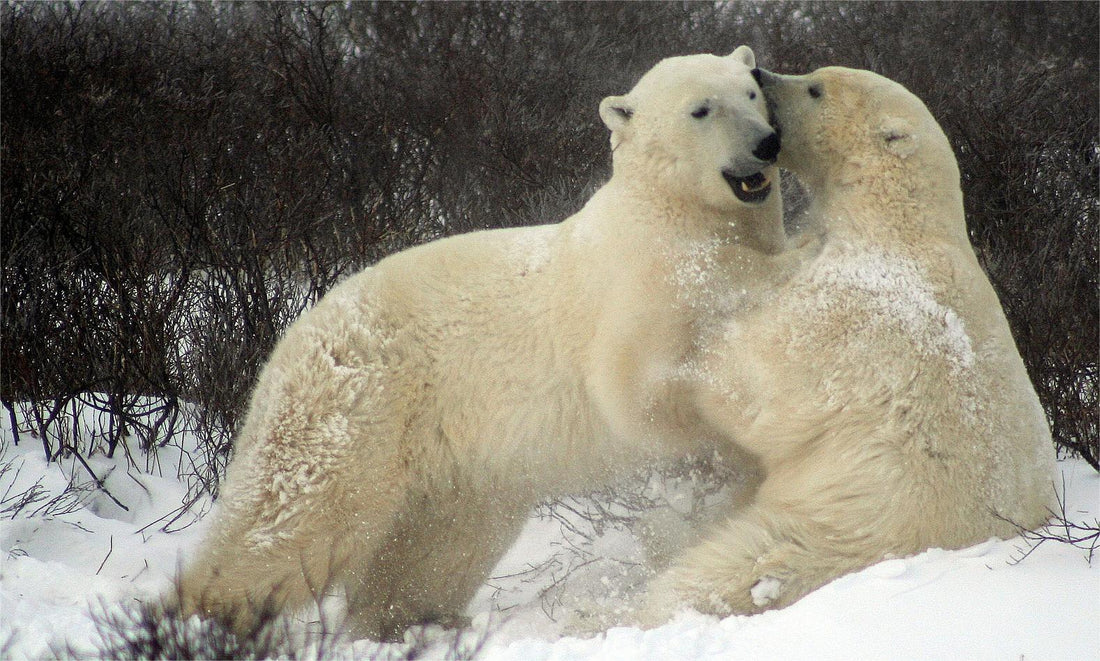 December’s Animal of the Month
